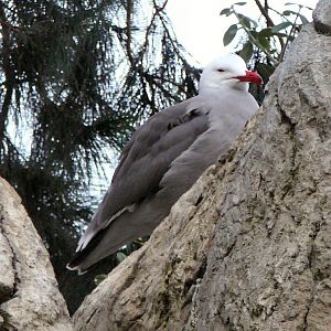 Heerman's gull at Lisbon Oceanario (aquarium)