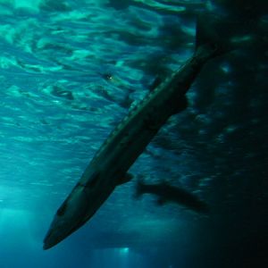 horse mackerel at Lisbon Oceanario (aquarium)