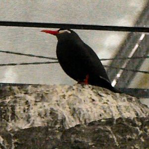 Inca tern Lisbon Oceanario (aquarium)