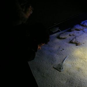 looking at flat fish at Lisbon Oceanario (aquarium)