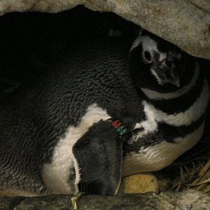 penguin with egg at Lisbon Oceanario (aquarium)