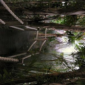 Tropical rainforest walkway at Lisbon Oceanario (aquarium)
