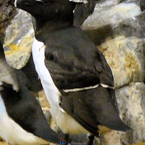 Razorbill at Lisbon Oceanario (aquarium)