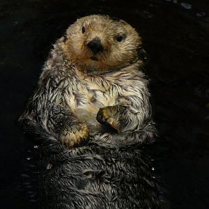 Sea Otter at Lisbon Oceanario (aquarium)