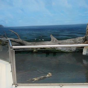 sea otters enclosure at Lisbon Oceanario (aquarium)