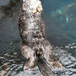 Sea otter at Lisbon Oceanario (aquarium)