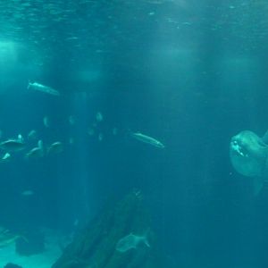 Ocean sunfish and shoal