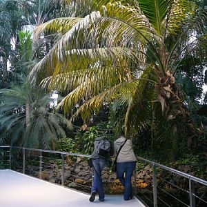 tropical rainforest at Lisbon Oceanario (aquarium)