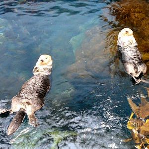 Pair of sea otters at Lisbon Oceanario (aquarium)