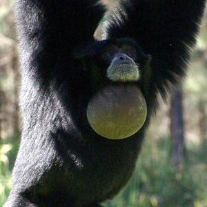 Siamang - WPZ