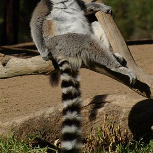 Ring Tailed Lemur - WPZ
