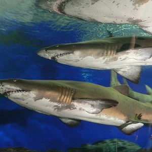 Sand Tiger Sharks, UnderwaterWorld Singapore