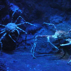 Japanese Spider Crabs, UnderwaterWorld Singapore