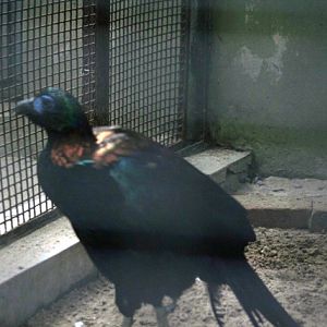 Chinese monal, summer 2006