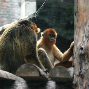 Golden snub-nosed monkeys, summer 2006