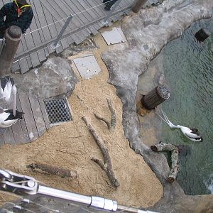 PELICANS-GSO-TARONGA