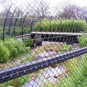 Blijdorp / Rotterdam Tiger