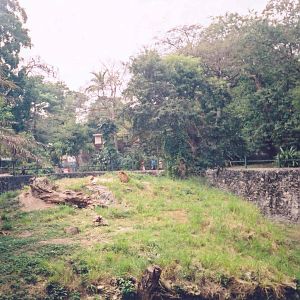 African Lion Enclosure - Havana Zoo, Cuba 2004