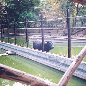 Buffalo Enclosures - Havana Zoo, Cuba 2004