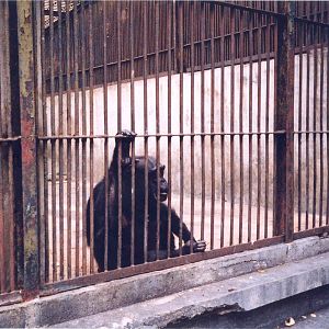 Chimpanzee 'Enclosure' - Havana Zoo, Cuba 2004