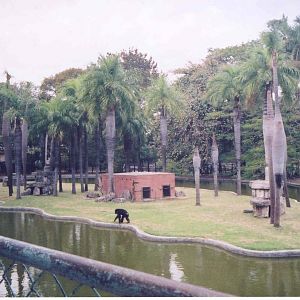 Chimpanzee Island  - Havana Zoo 2004