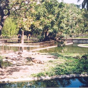 Crocodile Enclosures - Havana Zoo, Cuba 2004