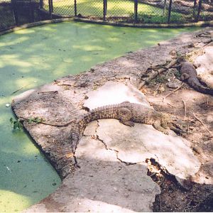 Cuban Crocodile - Havana Zoo, Cuba 2004