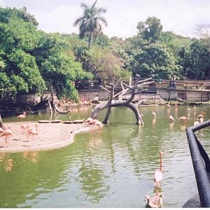 Flamingo & Wildfowl Lake - Havana Zoo, Cuba 2004