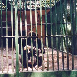 Lowland Gorilla 'Enclosure' - Havana Zoo, Cuba 2004