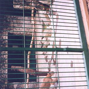 Puma Enclosure - Havana Zoo, Cuba 2004