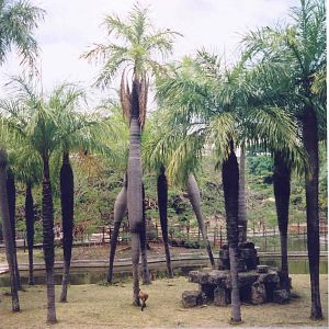 Spider Monkey Island - Havana Zoo, Cuba 2004