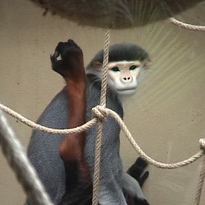 Douc Langur