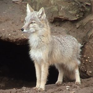 Corsac Fox, Heidelberg Zoo