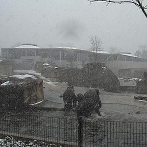Elephants in the Snow
