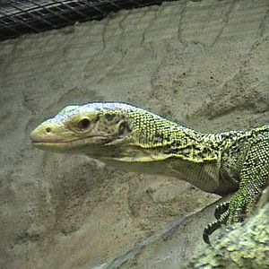 Varanus melinus