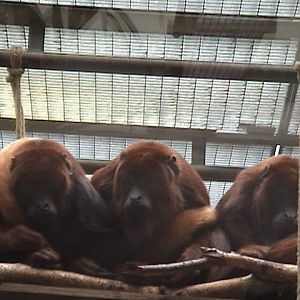 Red Howler Monkeys