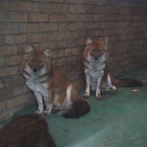 Dhole Dresden Zoo