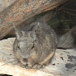 Peruan Mountain Viscacha  Halle Zoo2
