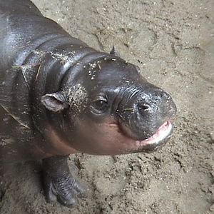 Pygmy Hippo Baby Chemnitz Zoo