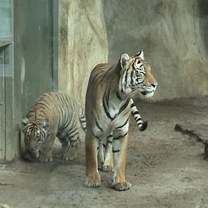 Malayan Tigers Zoo Halle