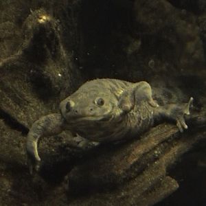 Iberian Ribbed Newt Zoo Chemnitz