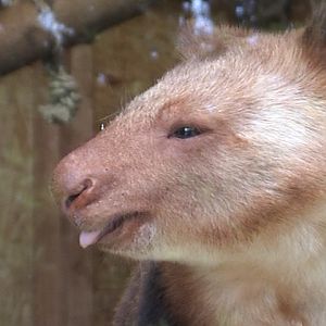 Goodfellow Tre Kangaroo Krefeld Zoo