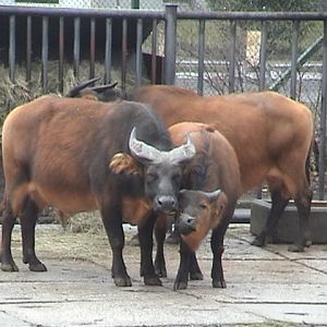 African Forest Buffalo;  Dresden Zoo 2008