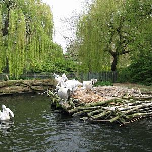 Pelicans