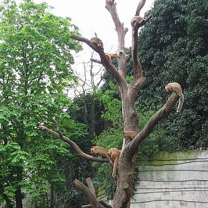sleepy Coati's in a tree