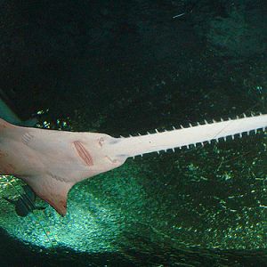 Sawfish, UnderwaterWorld Singapore