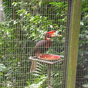 Rufous Hornbill, Jurong BirdPark