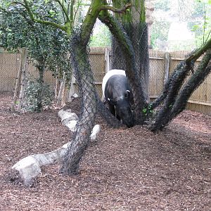 Malayan tapir