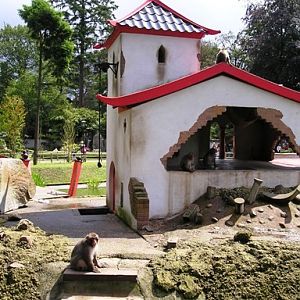 Amersfoort zoo (NL) Macaque