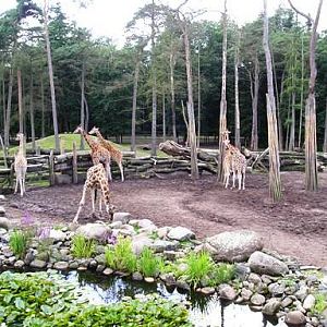 Amersfoort zoo (NL) Savanna